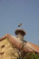 stork in the nest on the roof of a tall building