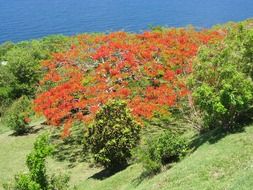 A tree with red flowers in the Caribbean