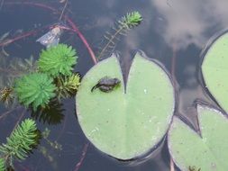 water young frog