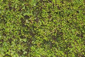 wall with green plants