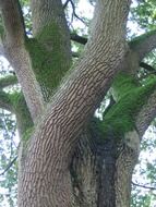 twisted trunk of an old tree