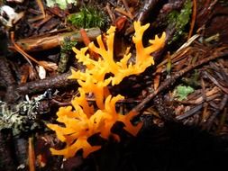 orange forest mushrooms