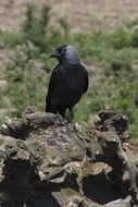jackdaw on stone