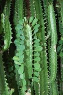 prickly cactuses plants closeup