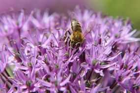 pollinating bee on a flower