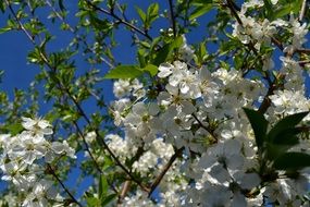 blooming cherry at spring