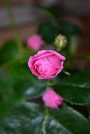 fresh pink rose flower close-up on blurred background