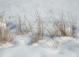 landscape of dry grass on a snowy field