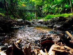 bridge across river in tropical forest, north thailand