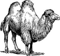 Black and white drawing of the camel clipart