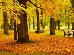 gold colors of autumn