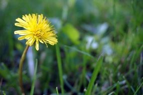 yellow dandelion flower in summertime