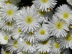 ice plant with white flowers