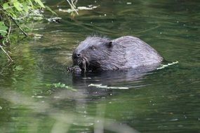 Beaver in the water near the plants