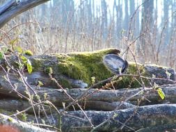 green moss on fallen trees