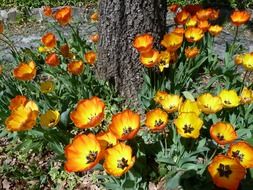 yellow and red tulips blooming in garden on a sunny day