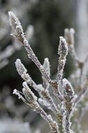 frozen buds covered with hoarfrost on a blurred background