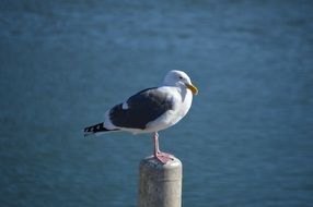 seagull on road sea view