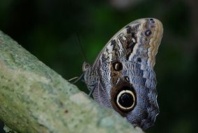 butterfly on a green tree trunk