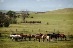 horses on ranch, usa, south dakota