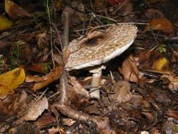 Mushroom among the dry leaves in the light of