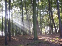 sun rays through the foliage of green forest