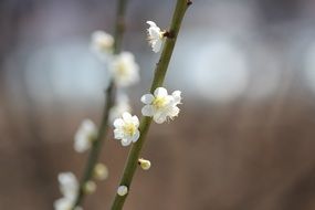 tiny white flowers on green twigs, macro