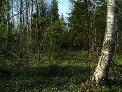 Birch trees in the forest