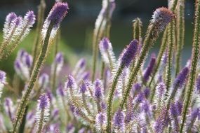 incomparable flowers purple plants