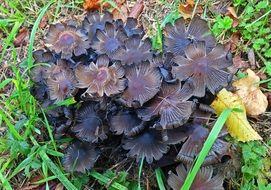 blue mushroom nature