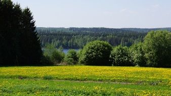 landscape of a flowering field in finnland