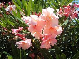 oleander mediterranean south