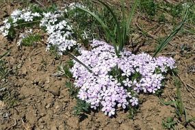cluster of wildflowers