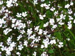 white flowers among green grass in nature