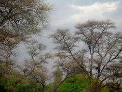 trees with large branches