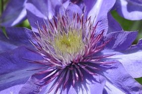 purple clematis close up