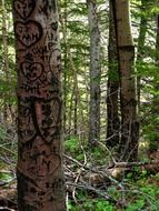 Picture of the Graffiti on a trees