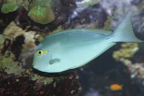 sea fish in the water