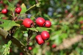 rose hips on a green bush