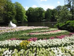 flower field in the garden