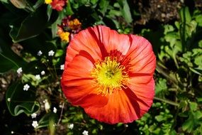 Red poppy flower spring blossom