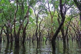 floating forest in Cambodia