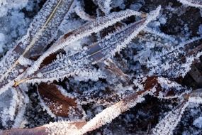 hoarfrost on fallen leaves