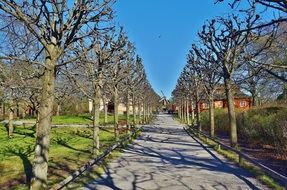 garden tree nature