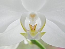 beautiful white orchid blossom macro