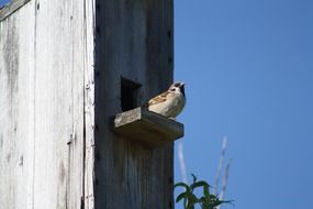 sparrow is sitting on a feeding trough