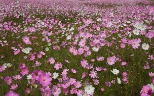 meadow with pink cosmos flowers close up