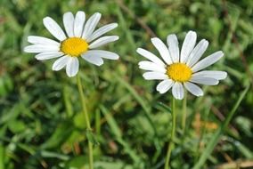 two daisies in the meadow