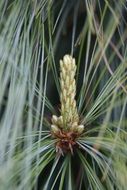 closeup of pine green needles