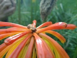 orange flower on the Montjuic mountain